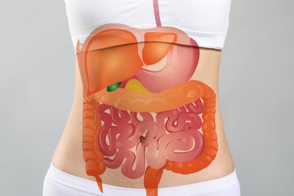 picture of internal stomach